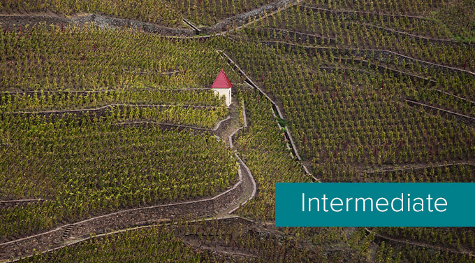 Rhone-Valley-vineayrd-intermediate.jpg