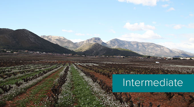 Alicante-tasting-level.jpg